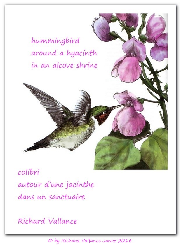 hummingbird hyacinth alcove